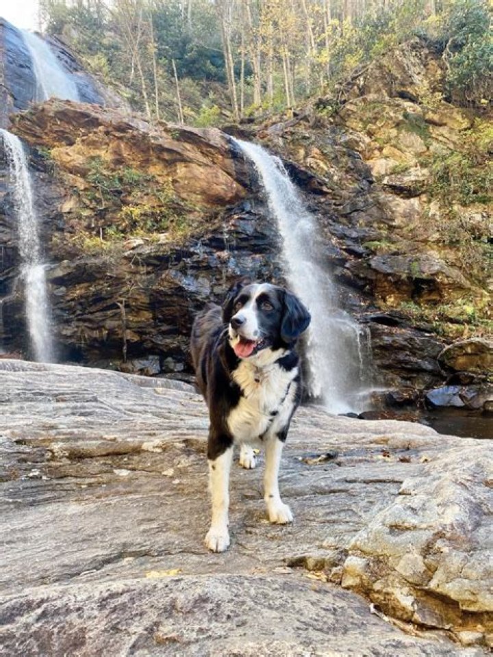 A Doggone Good Time Awaits in Cashiers