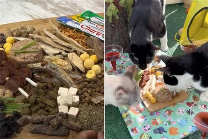 Cats Enjoy 'Cat-uterie' Board in Alfresco Dining Experience