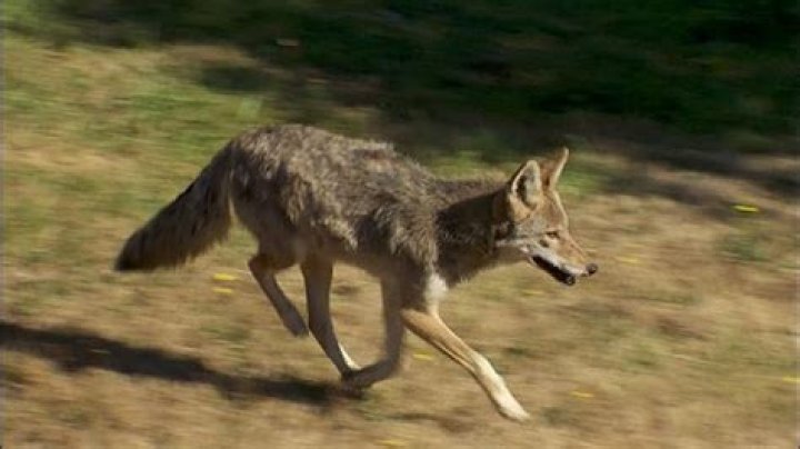 Coyotes prowl southwest Portland neighborhoods, neighbors on alert