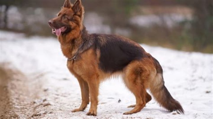 Dog Owner Forced to Defend Rare German Shepherd Breed: 'Nasty'