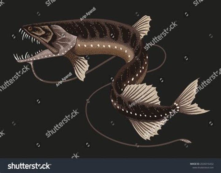 Dragon Fish Evolved to See Reds and Blues