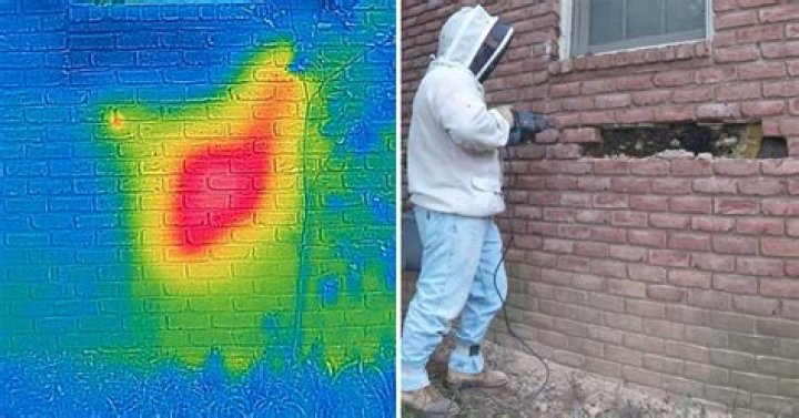 Homeowner hears mysterious noise coming from inside wall – removes one brick and instantly backs away