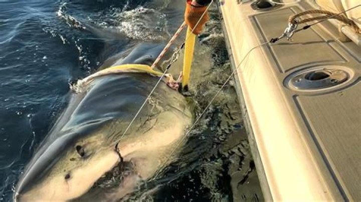 Huge Great White Shark Tracked 3 Miles From North Carolina's Pea Island