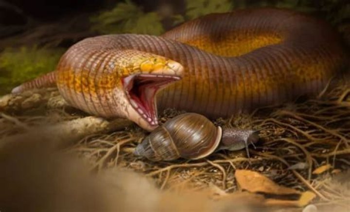 Idaho man finds rare giant earthworm species