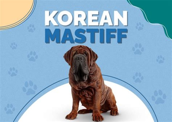 Man buys a Korean mastiff breed dog worth Rs 1 crore