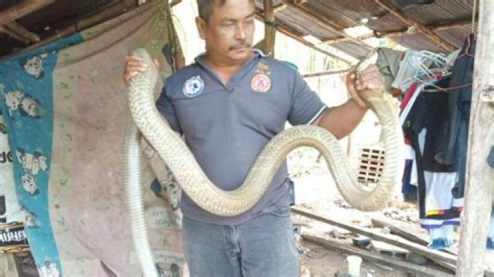 Man Comes Face-to-Face With Deadly 6.5ft Black Mamba During DIY Work