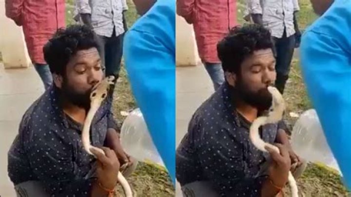 Man kisses a cobra on the head, gets bitten terribly; netizens react – India TV
