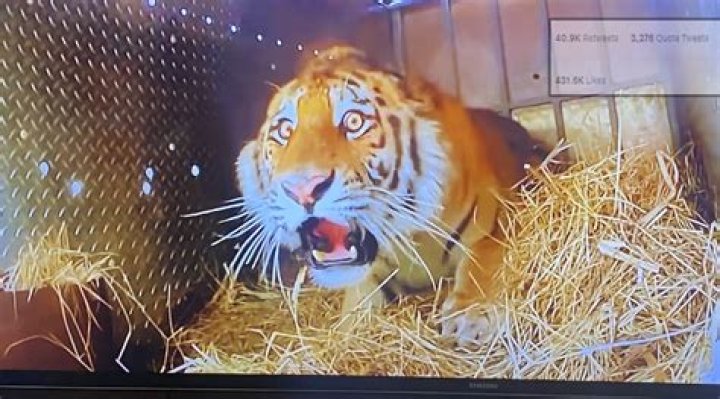 Tiger's shocked expression on being released into the jungle amuses the internet, here's how Twitter reacted