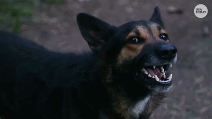 Warning as Coyote Pack Fatally Attack Dog in Horrified Family's Backyard